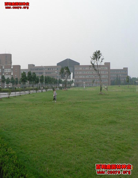 边坡绿化工程需要哪些种子 边坡绿化工程需要哪些种子