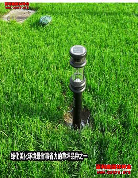 边坡草种报价 边坡草种报价