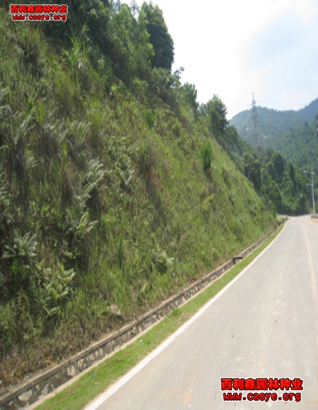 土边坡种草批发 价格 土边坡种草批发 价格