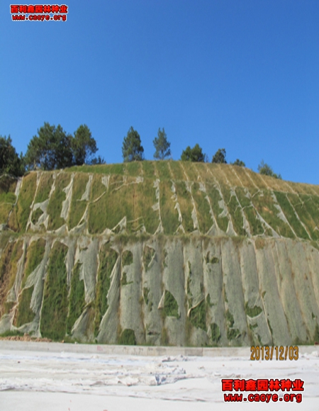 边坡绿化客土喷播草种 边坡绿化客土喷播草种