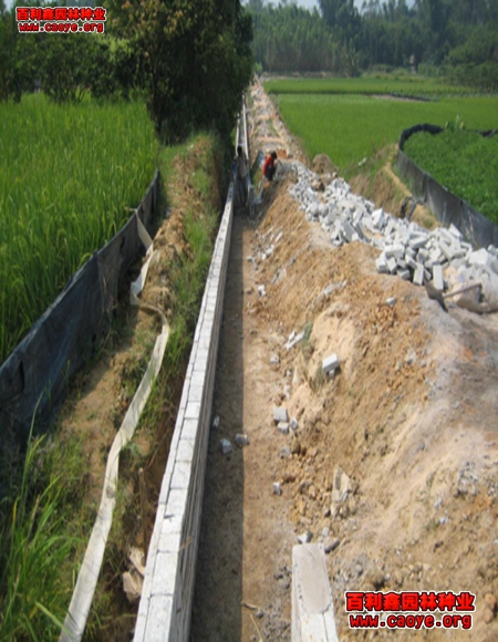 边坡绿化地被种植基地 边坡绿化地被种植基地