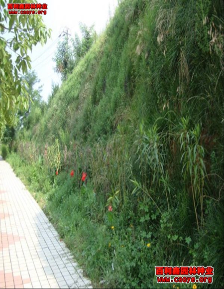 边坡草种厂家