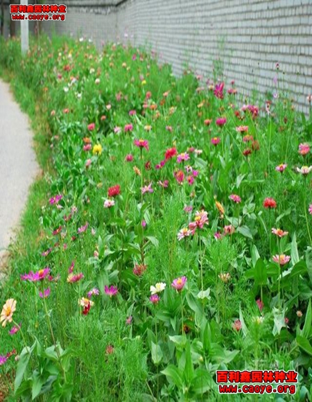 边坡草种景观花种 边坡草种景观花种