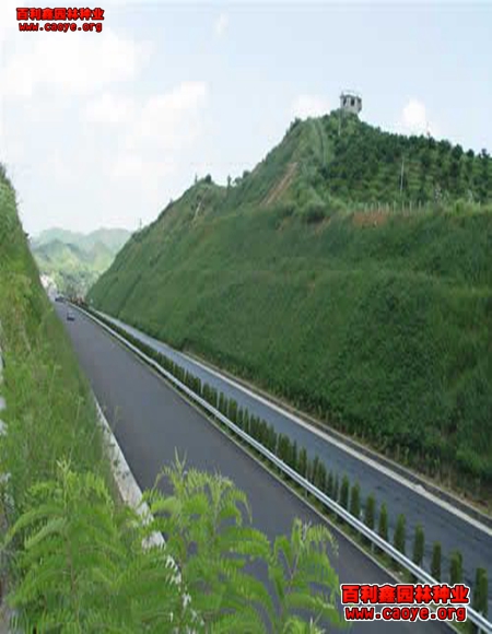 优质边坡草种批发 湖南 优质边坡草种批发 湖南
