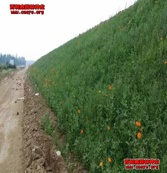 园林种植的护坡坡度大小