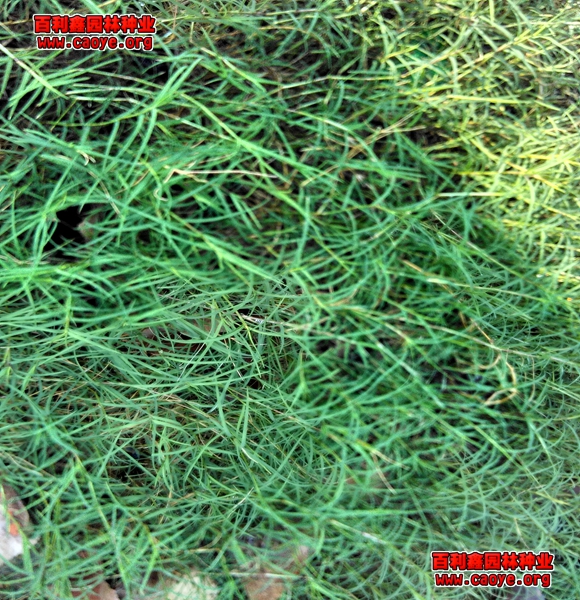 种草护坡的施工方法有哪些
