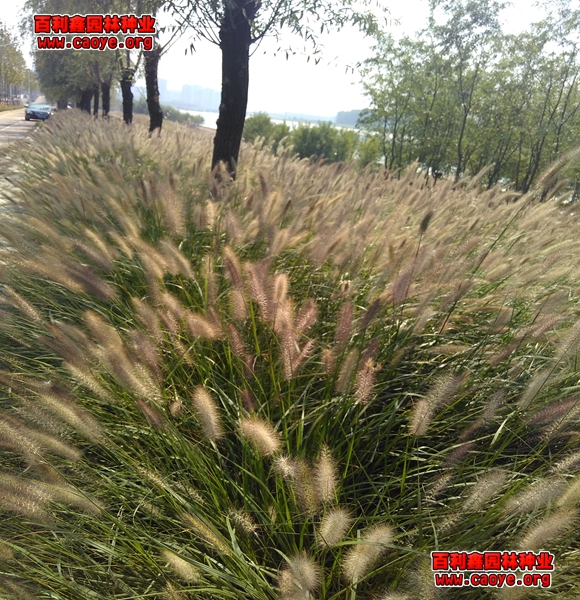 水库堤坝护坡草坪种子