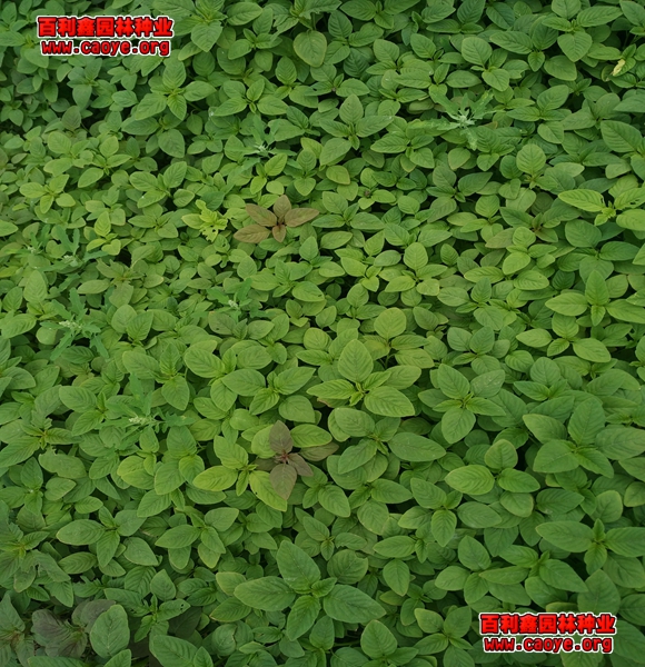 园林种植的护坡坡度大小