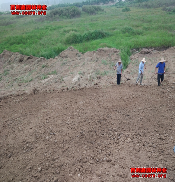 路基护坡工程需要哪些种子耐寒的种子批发 路基护坡工程需要哪些种子耐寒的种子批发