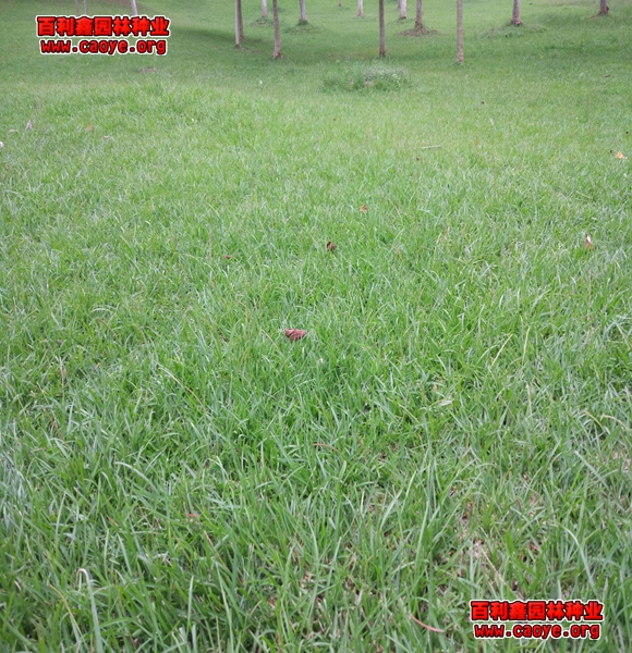 边坡草种价格 边坡草种价格