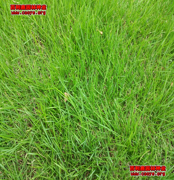 边坡撒草籽种类 图片