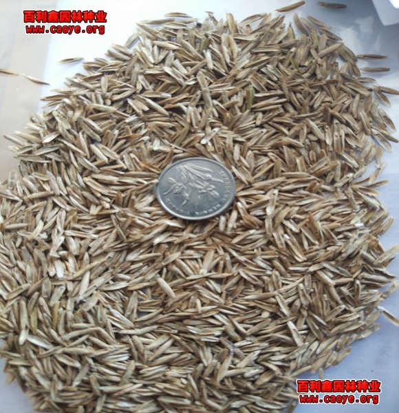 河岸护坡狗牙根种子发芽率好的草种种什么草