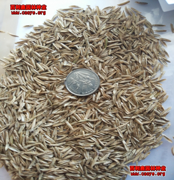 边坡护坡草种狗牙根批发 边坡护坡草种狗牙根批发