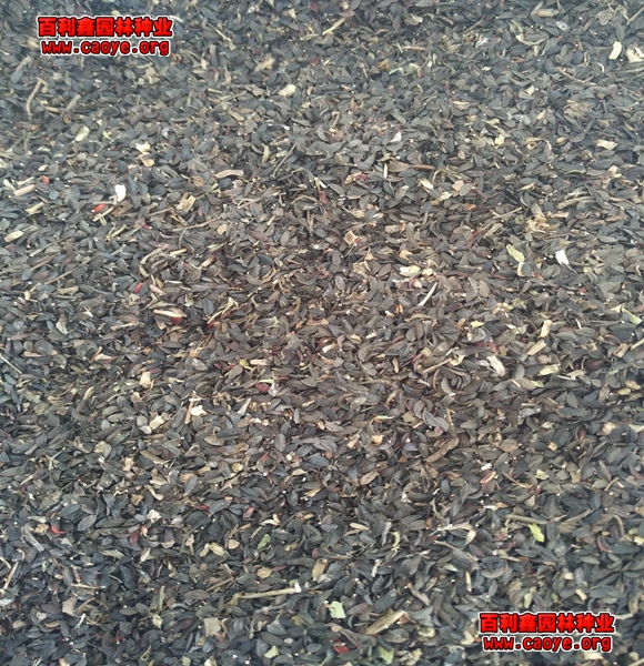 牧草种子批发 边坡绿化无纺布 牧草种子批发 边坡绿化无纺布