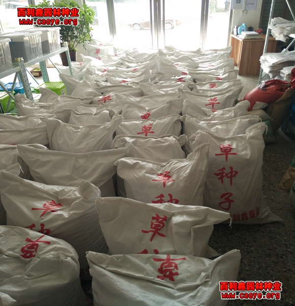 边坡草籽品种 边坡草籽品种
