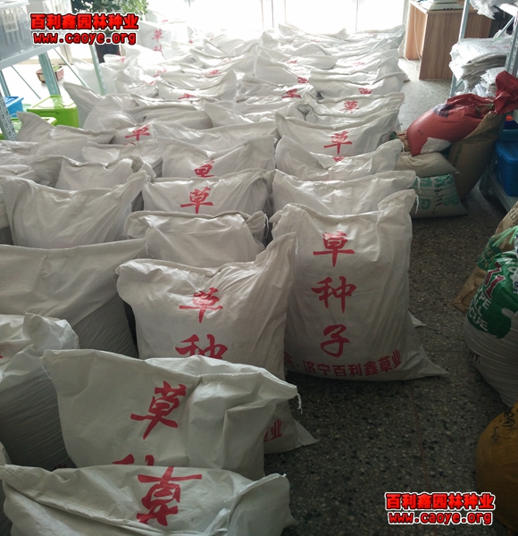 鱼塘种草护坡方法