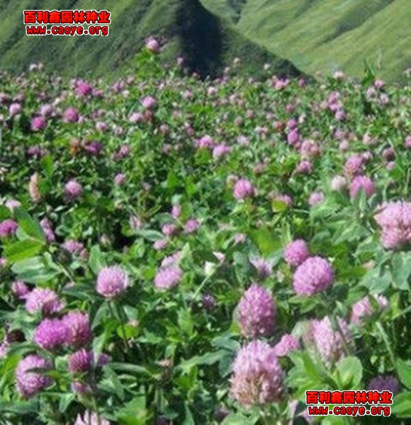 大量批发边坡绿化种子 大量批发边坡绿化种子