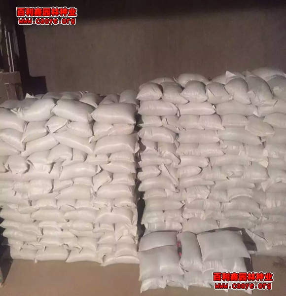 哪里有草坪种子护坡王抗旱的草种子种什么草 哪里有草坪种子护坡王抗旱的草种子种什么草