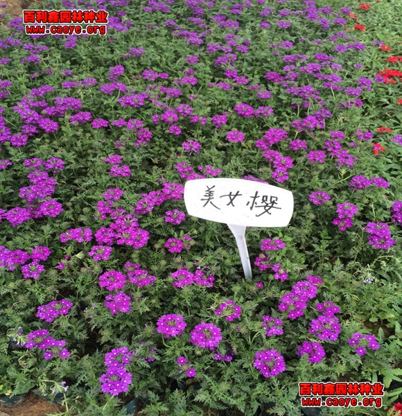 大量批发边坡绿化种子 大量批发边坡绿化种子