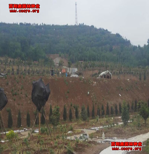 优质边坡草种批发价格