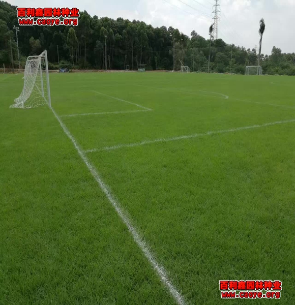 榆树边坡绿化草种价格13元 榆树边坡绿化草种价格13元