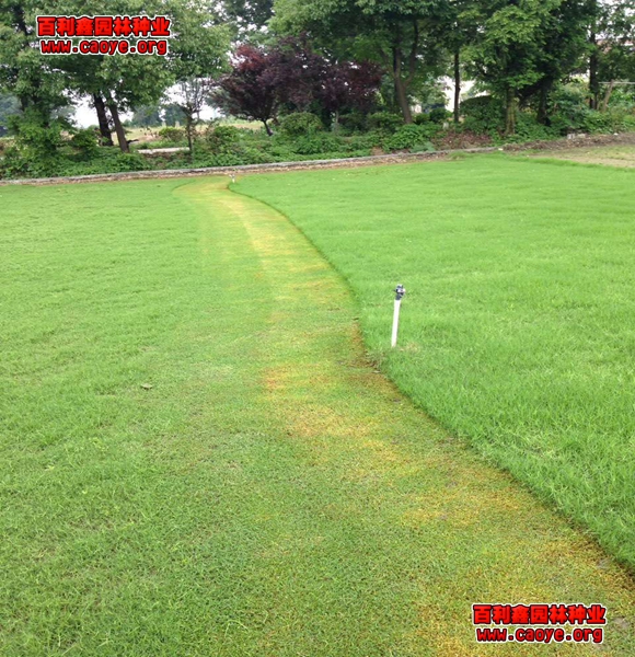 在护坡花砖里种草坪