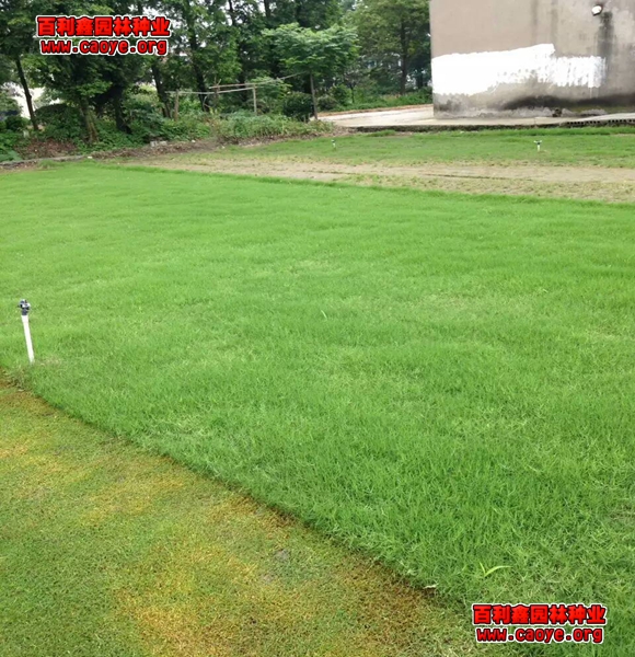 南方护坡草种