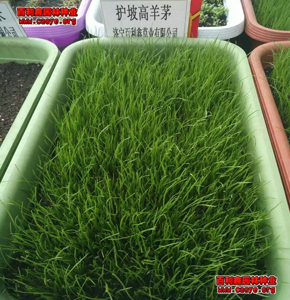 边坡绿化种子配比 边坡绿化种子配比