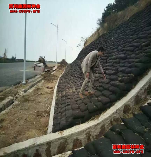 阳春路基边坡需要什么草种 阳春路基边坡需要什么草种