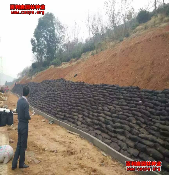 河岸护坡狗牙根种子发芽率好的草种种什么草 河岸护坡狗牙根种子发芽率好的草种种什么草