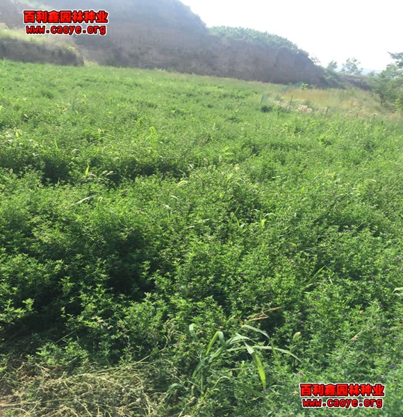 优惠的批发护坡草种狗牙根