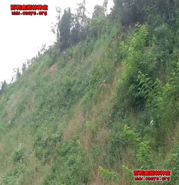 供应成都高速公路边坡草种子 供应成都高速公路边坡草种子