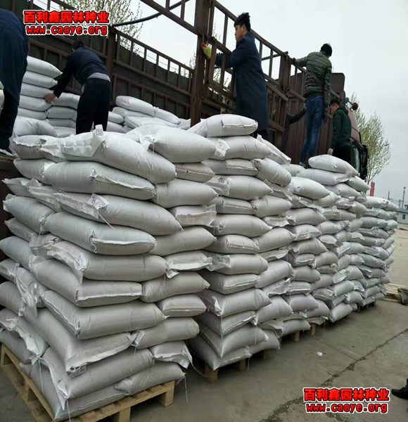 路基护坡工程需要哪些种子耐寒的种子批发 路基护坡工程需要哪些种子耐寒的种子批发