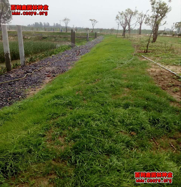 高速公路边坡绿化草籽品种 价格 高速公路边坡绿化草籽品种 价格