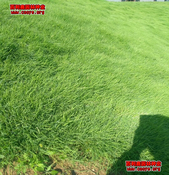 边坡植草草种类 边坡植草草种类