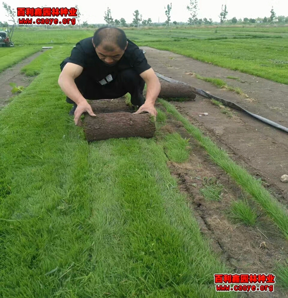 哪里有护坡草种批发发芽率好的草种产品