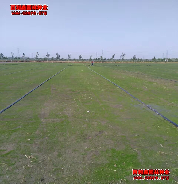 鱼塘护坡种什么草 鱼塘护坡种什么草