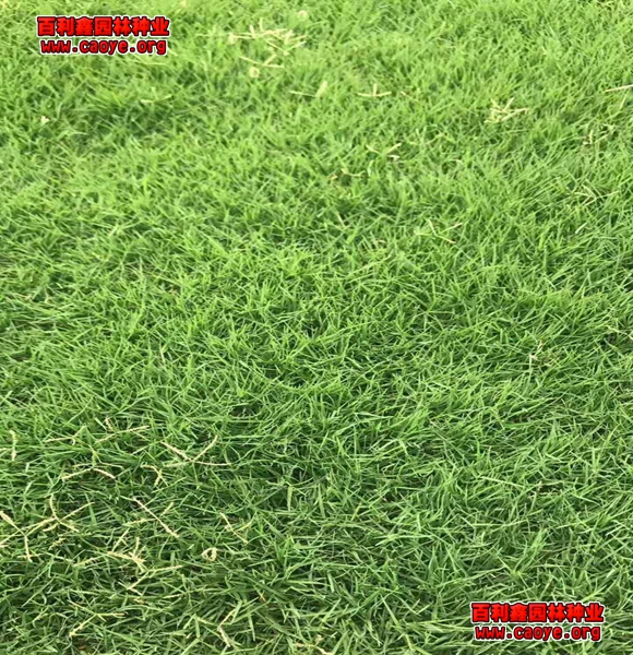 边坡绿化草种 边坡绿化草种