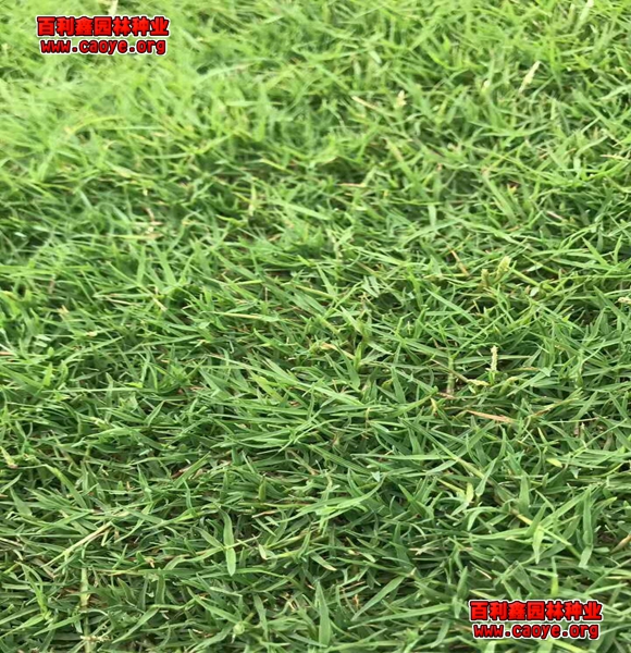 边坡绿化种子配比