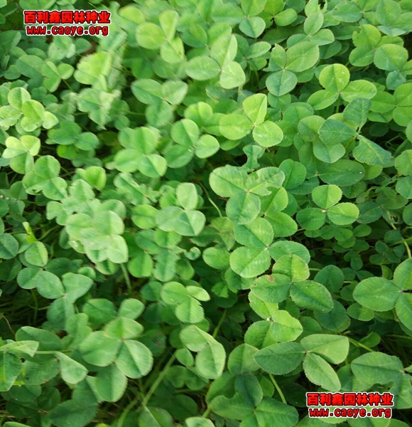 绍兴边坡绿化草种价格 绍兴边坡绿化草种价格