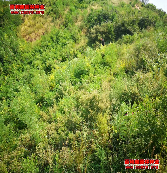 河岸护坡草坪种子好种的草种子种什么草好看