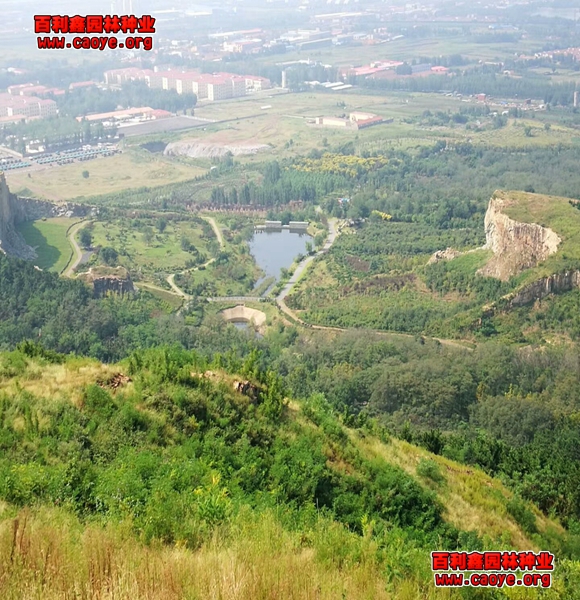 河岸护坡狗牙根种子发芽率好的草种种什么草 河岸护坡狗牙根种子发芽率好的草种种什么草