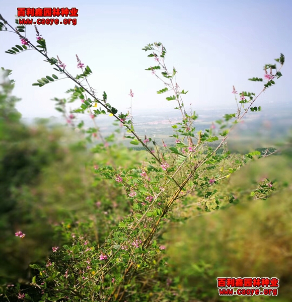边坡草种厂家直销 边坡草种厂家直销