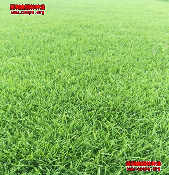 宁德草种南平边坡草种批发 宁德草种南平边坡草种批发