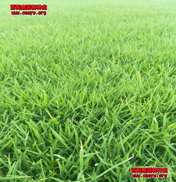 南宁护坡用的草种子