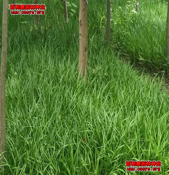 绍兴边坡绿化草种价格 绍兴边坡绿化草种价格