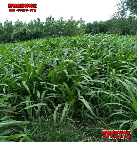 鱼塘种草护坡方法