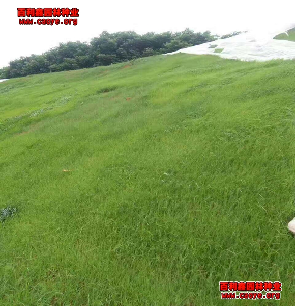 河岸护坡草坪种子好种的草种子种什么草好看 河岸护坡草坪种子好种的草种子种什么草好看