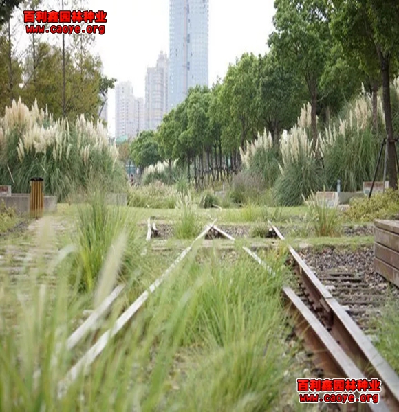 许昌水库埂种什么草护坡