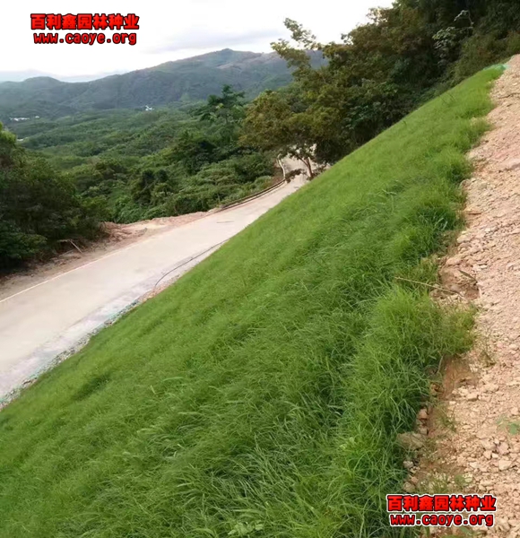 边坡防护灌木品种 边坡防护灌木品种